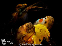 Mantis shrimp showing off its colours by Neil Wijayaratne 